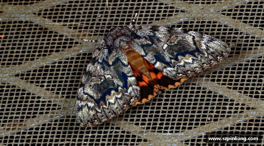 激情燃烧，精彩永恒